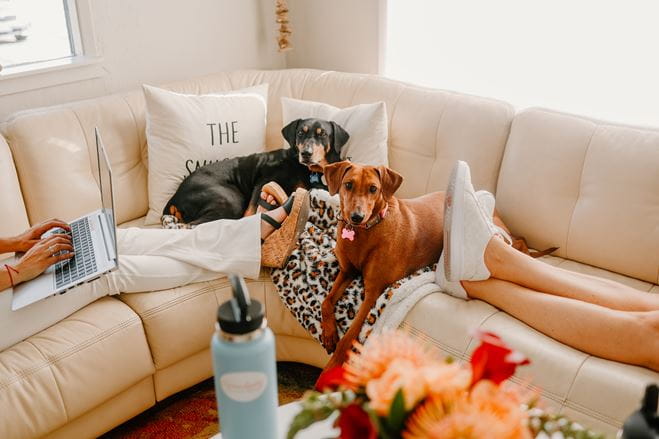 Two dogs on a couch